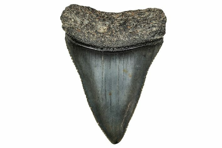 Fossil Great White Shark Tooth - North Carolina #243195